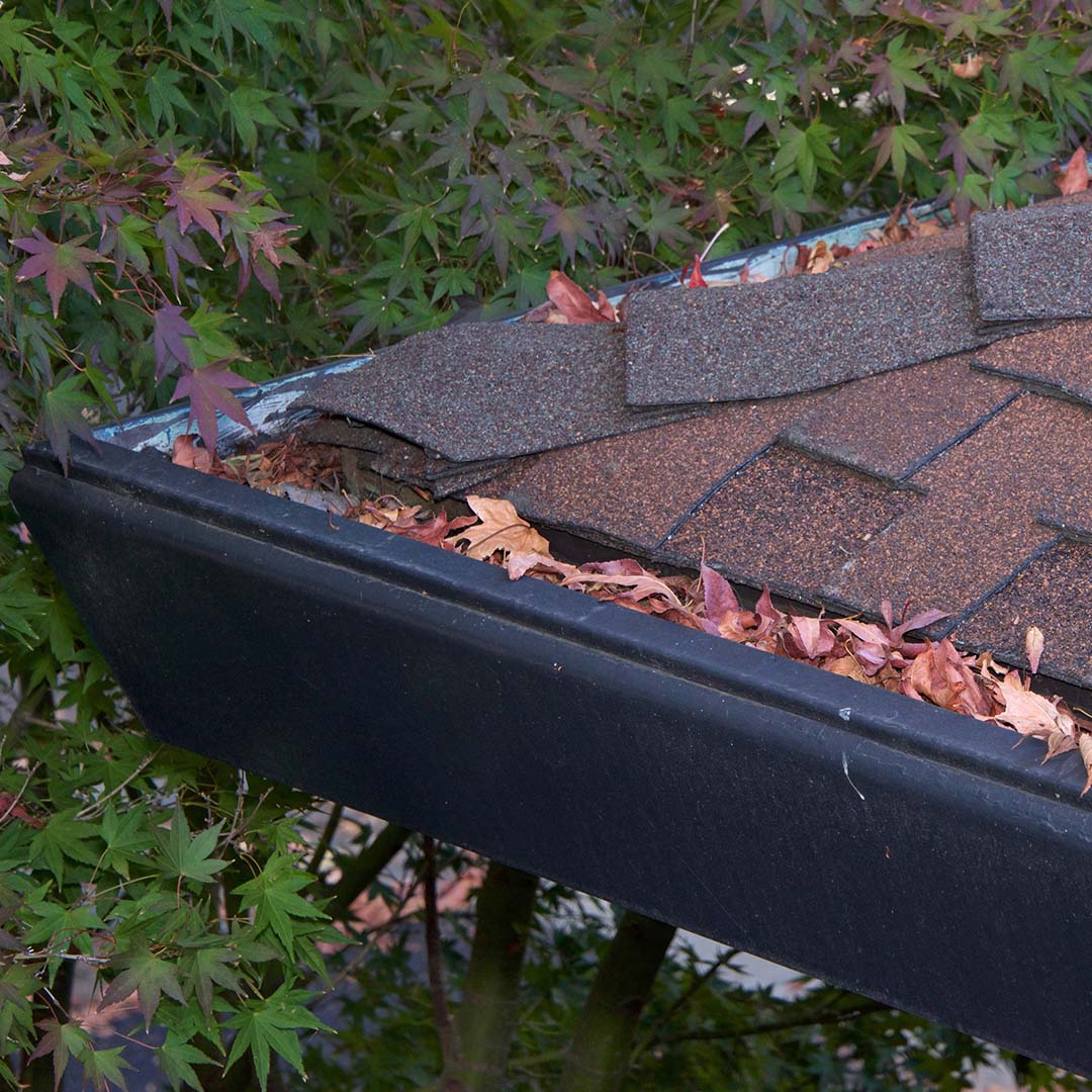 Leaves clogging gutter