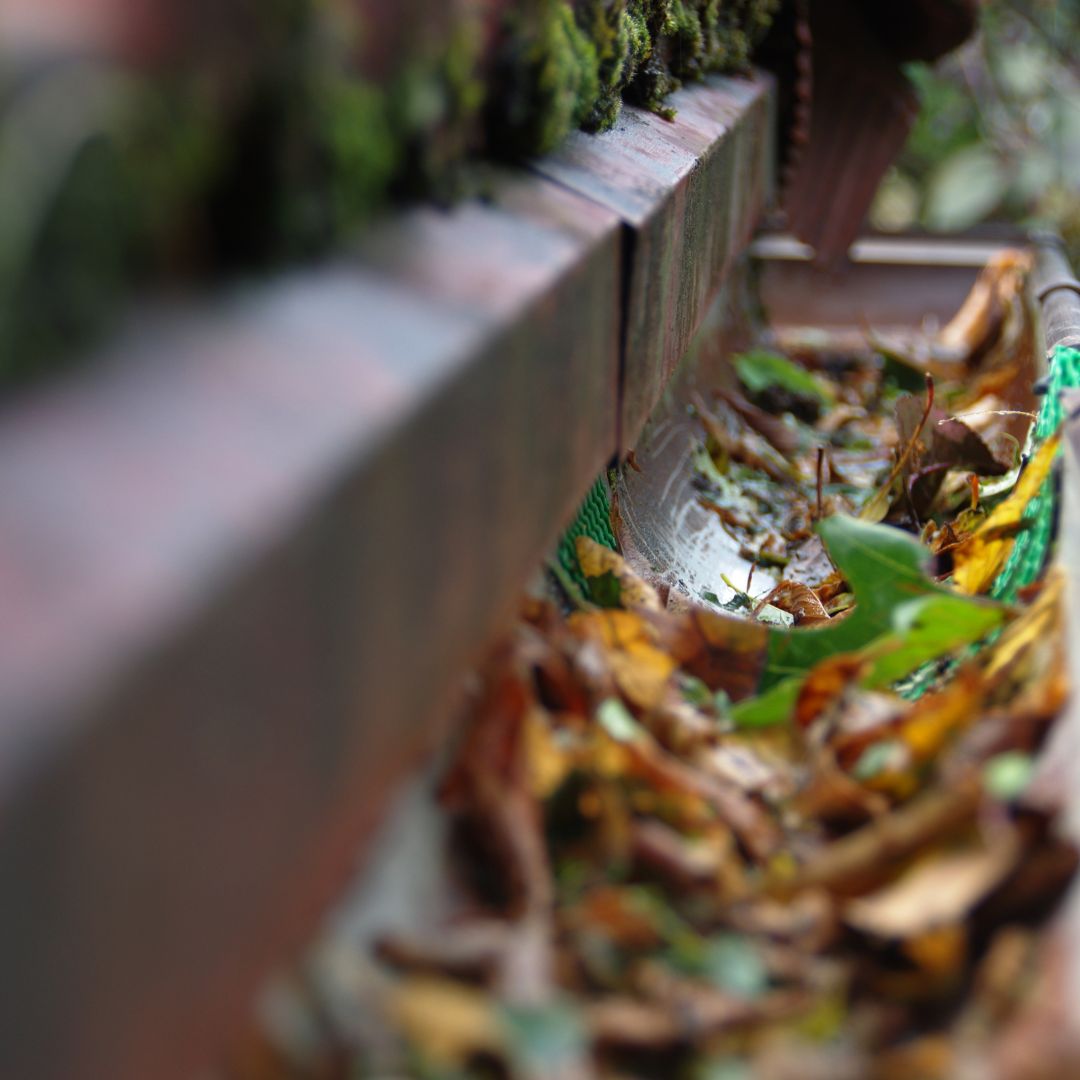 gutter packed with debris