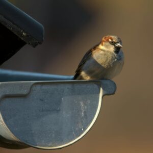 bird sitting on a gutter